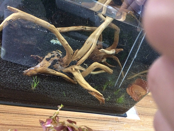 草缸布景