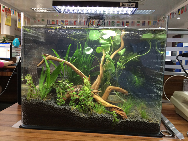 草缸初具规模 