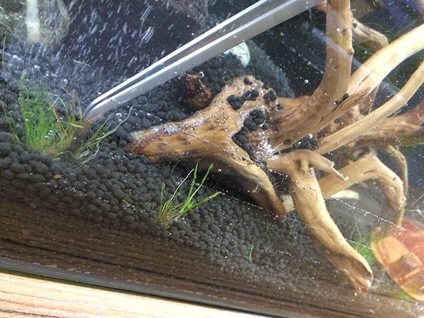 种植牛毛