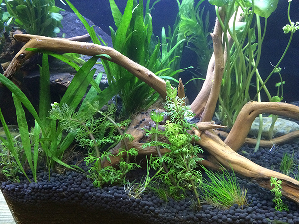 草缸