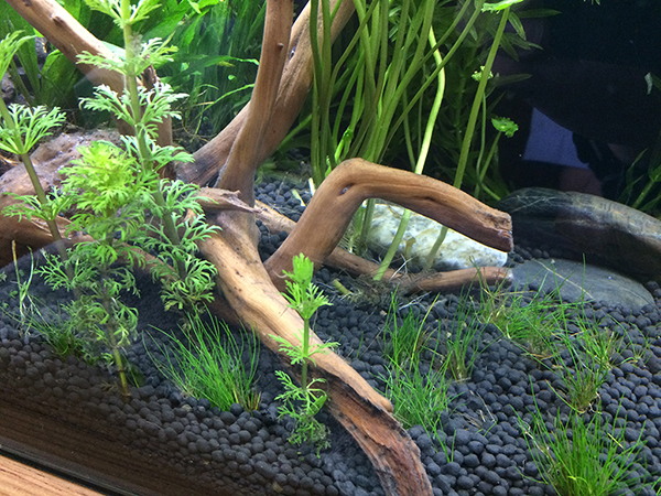 草缸