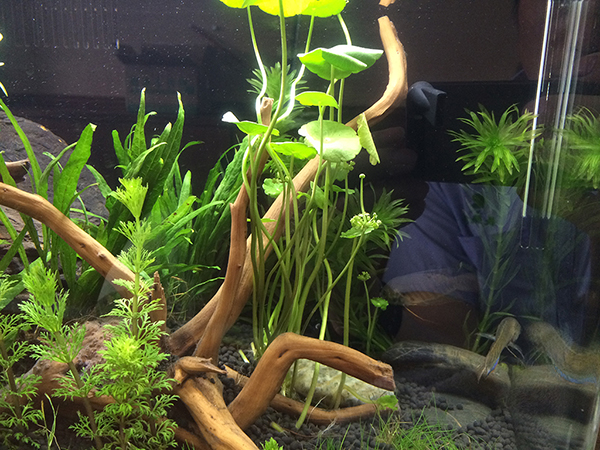 草缸