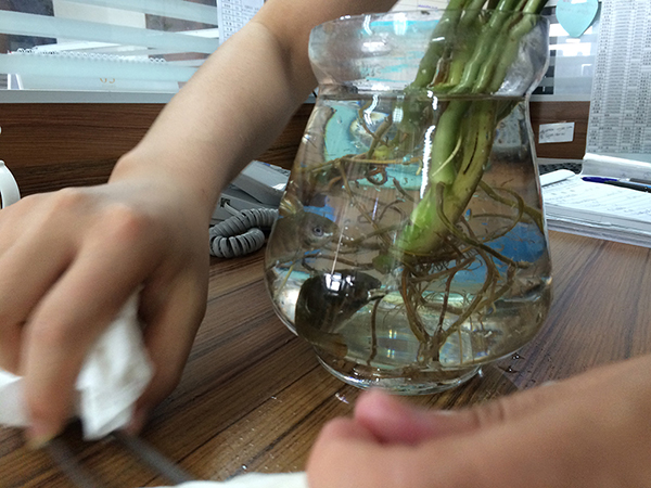 送给美女同事的菩萨鱼